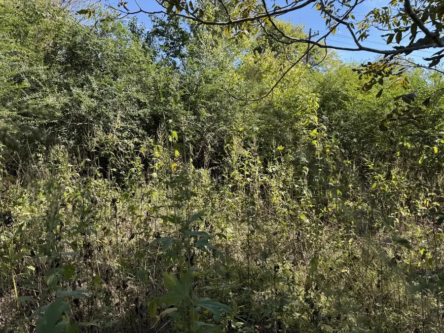 LOT #4 Sycamore Street, Crockett, TX 75835 - #3