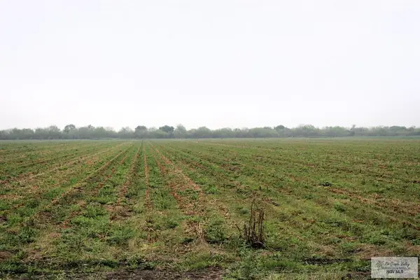 00 Fm 2556, SANTA ROSA, TX 78593