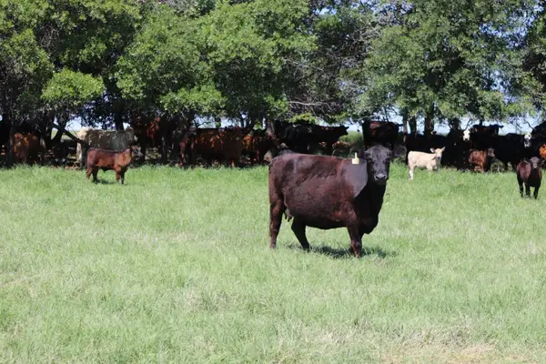 293 ACRES DEER CREEK ROAD, Henrietta, TX 76365