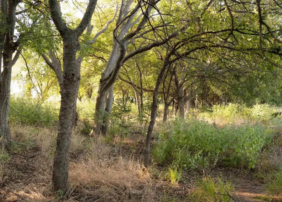 000 SCHEER ROAD, Henrietta, TX 76365 - Image #3