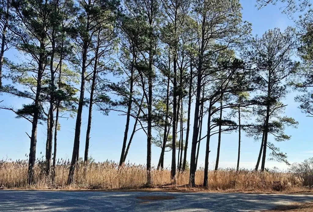 Lot 718 Castaway Dr, Greenbackville, VA 23356 - #1