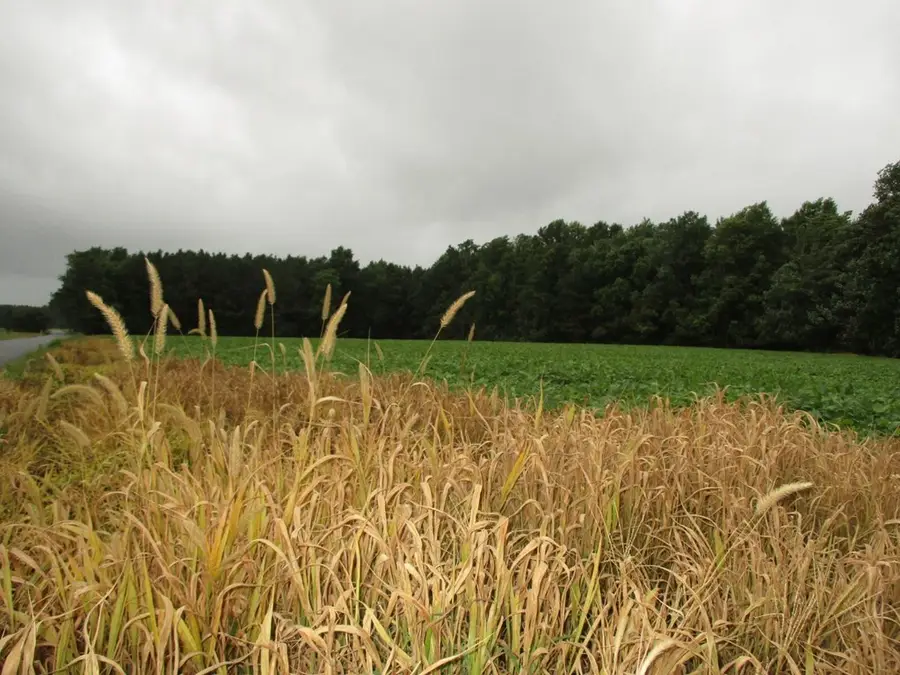 2 Fletcher Rd, Nelsonia, VA 23414 - Image #2