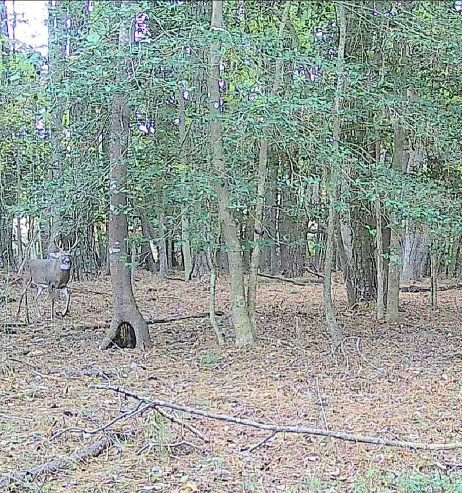 11.770 Daugherty Rd, Onancock, VA 23417 - #3