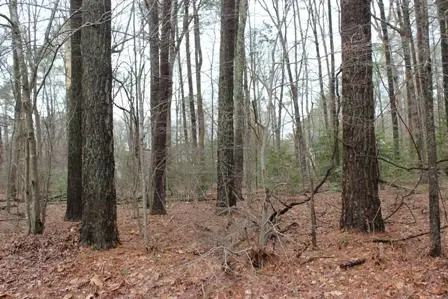 2104 Buccaneer Blvd, GREENBACKVILLE, VA 23356