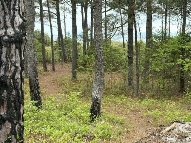 1403 Savage Neck Rd, Eastville, VA 23347 - #2
