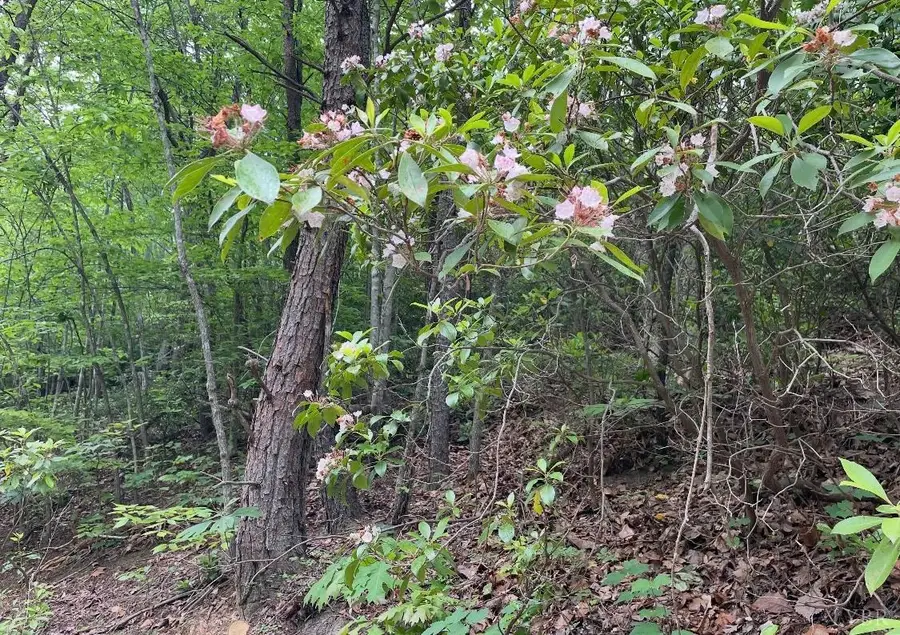 0 Christian Mill Creek Rd., Amherst, VA 24521 - #2
