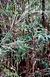 Lot 5 Elm St, Suffolk, VA 23432 - #1