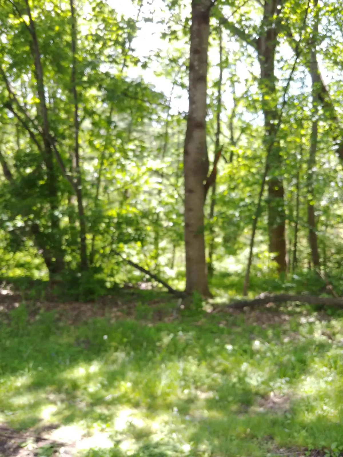 7248 Carriage Hills Dr, Windsor Hills, VA 24018 - #1