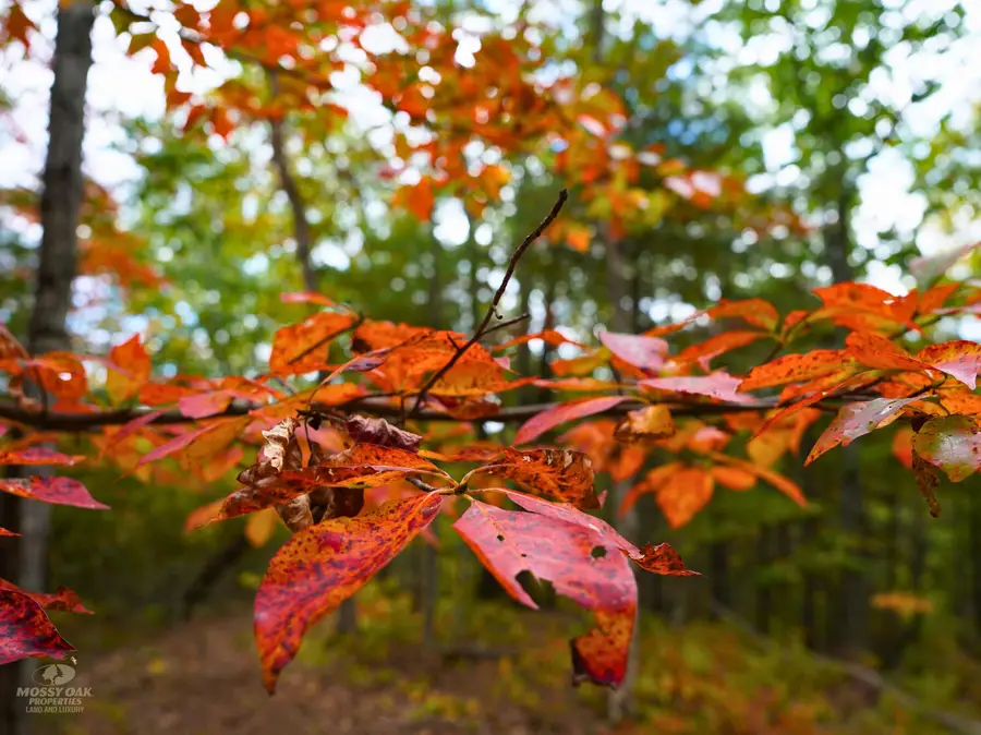 TBD Dry Gulch Rd, Wytheville, VA 24382 - #3