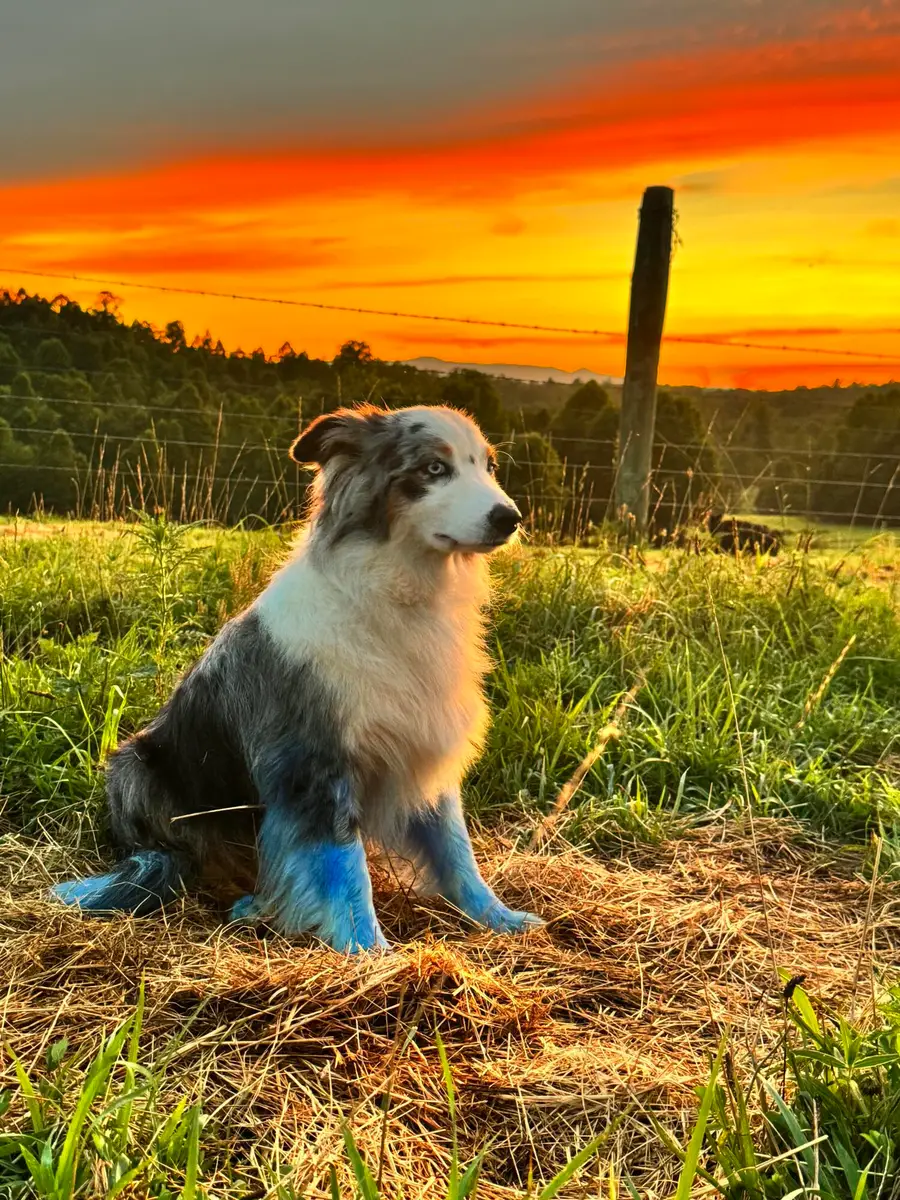 2011 Spencer-preston Rd, Martinsville, VA 24112 - #3