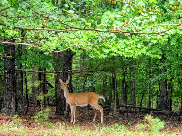 Lot 25 Gap Bridge Rd, Moneta, VA 24121