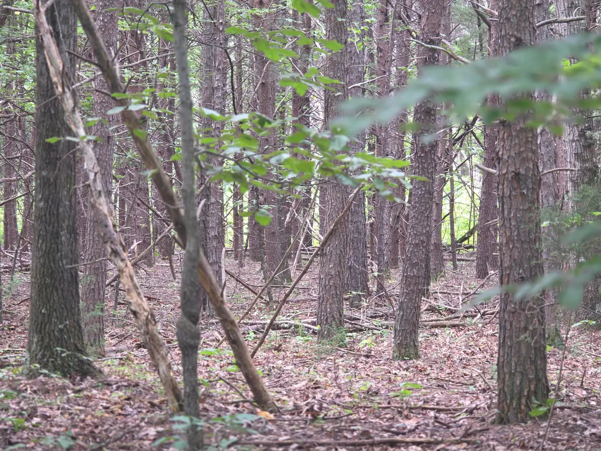 0 Woodland Forest, Rocky Mount, VA 24151 - #1