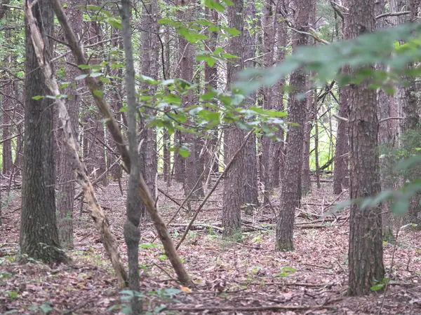 0 Woodland Forest, Rocky Mount, VA 24151