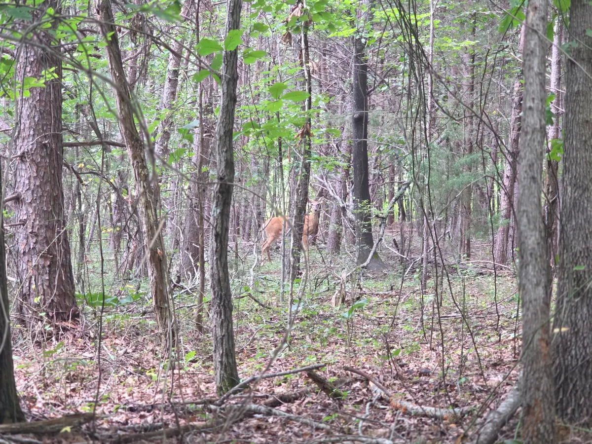 0 Doe Run, Rocky Mount, VA 24151 - #1