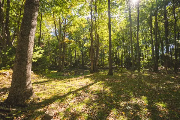 TBD Gator Mountain, Hiwassee, VA 24347