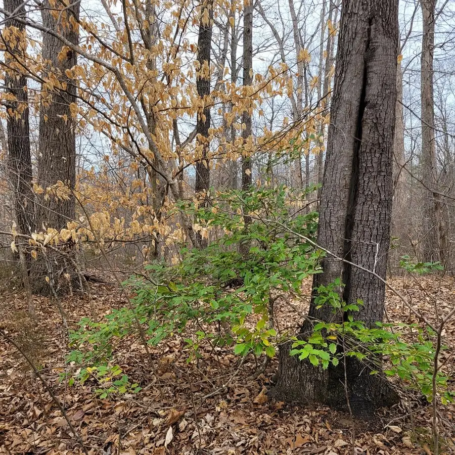 Lake Pointe Court, Pamplin, VA 23958 - Image #2