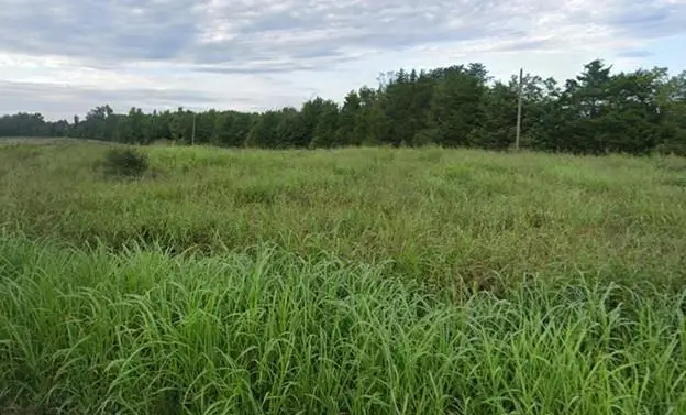 Levi, Green Bay, VA 23942 - #1