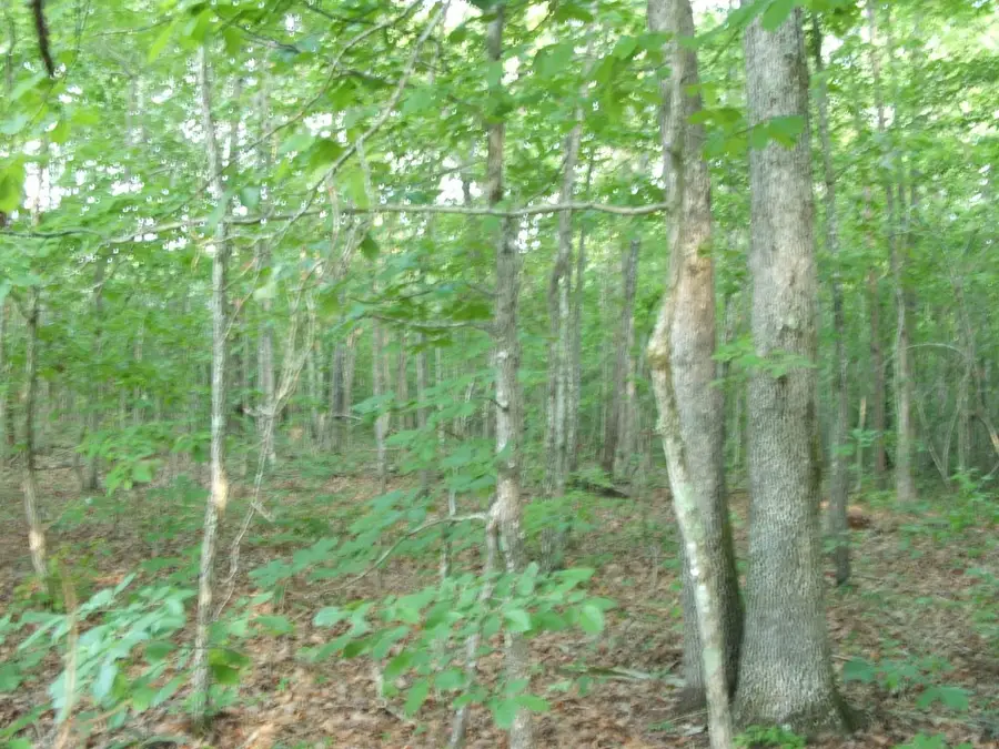 Towler Road, Central, VA 23947 - Image #3