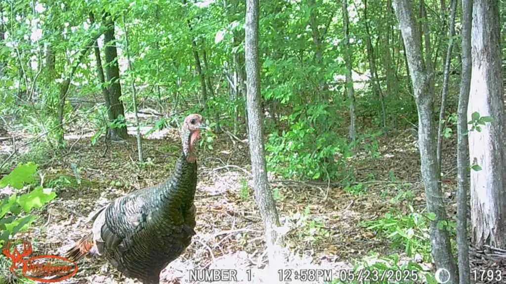 Lees Mill Rd, Victoria, VA 23974 - Image #1