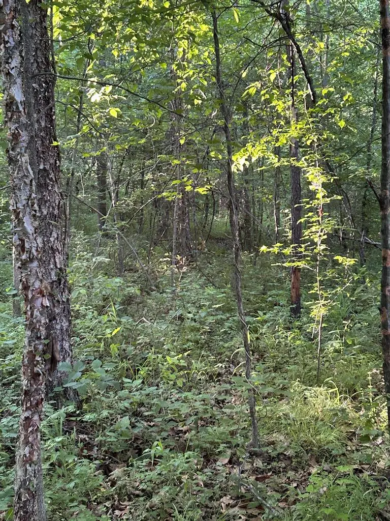 Lees Mill Rd, Victoria, VA 23974 - Image #2