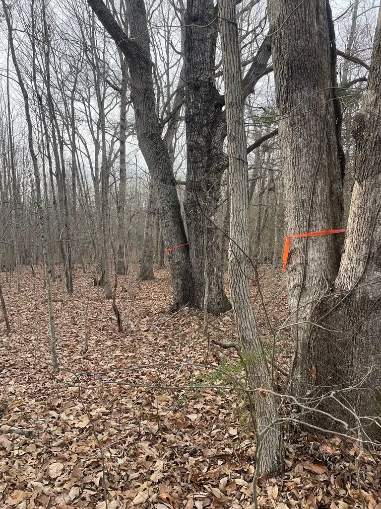 Roanoke Bridge Rd, Madison, VA 23947 - Image #3