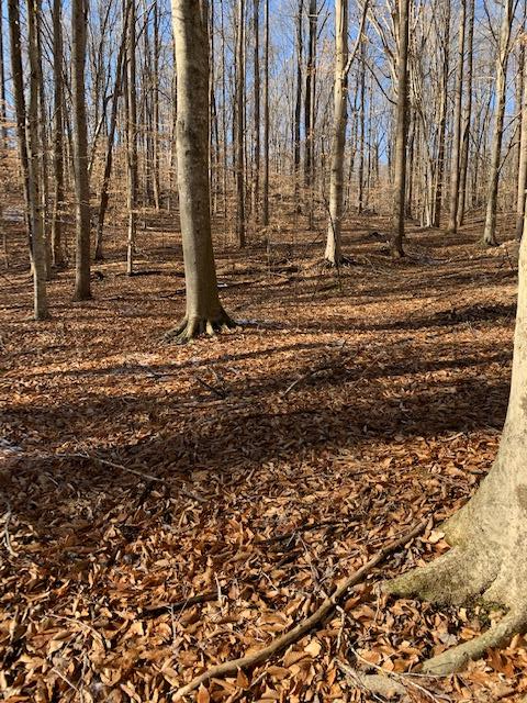 Meadow Creek Rd, Wingina, VA 24599