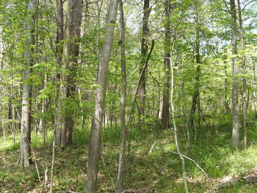 Saxkey Road, Saxe, VA 23967 - #2