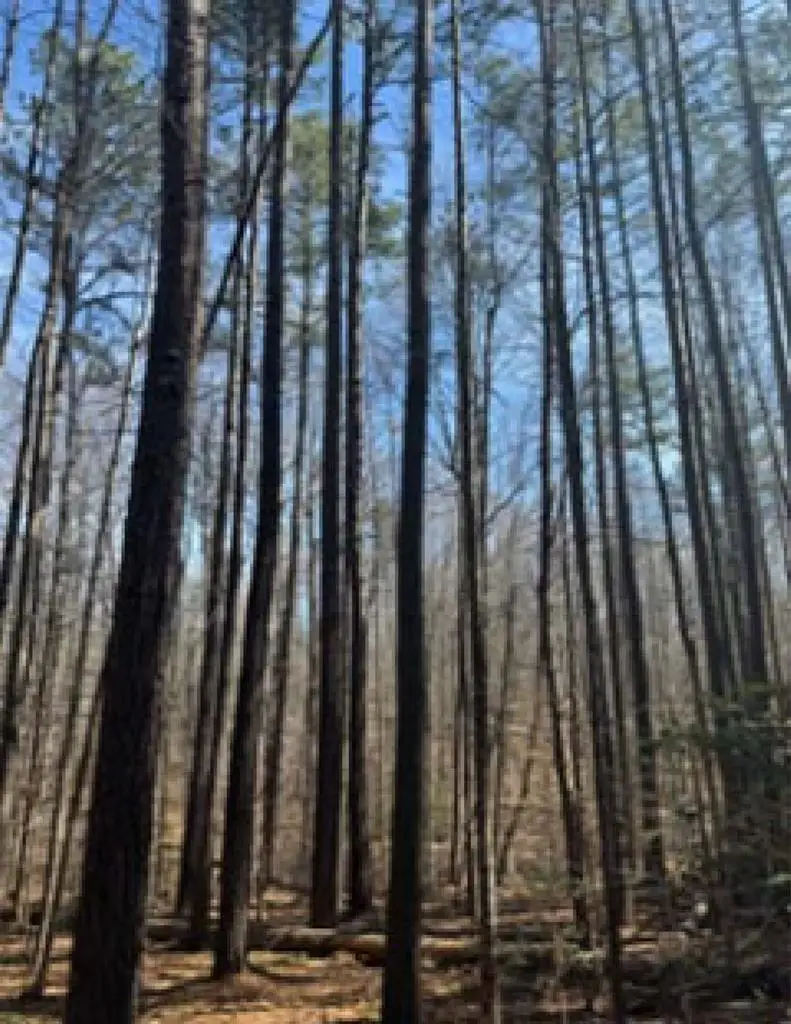 Holiday Lake Road, Pamplin, VA 23958 - #1