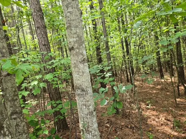 Miller Camp Road, Buckingham, VA 23921 - #3