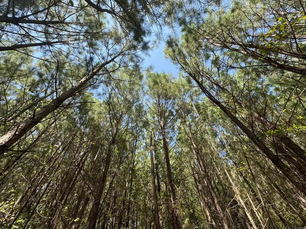 S Terrys Bridge Road, Scottsburg, VA 24589 - Image #1