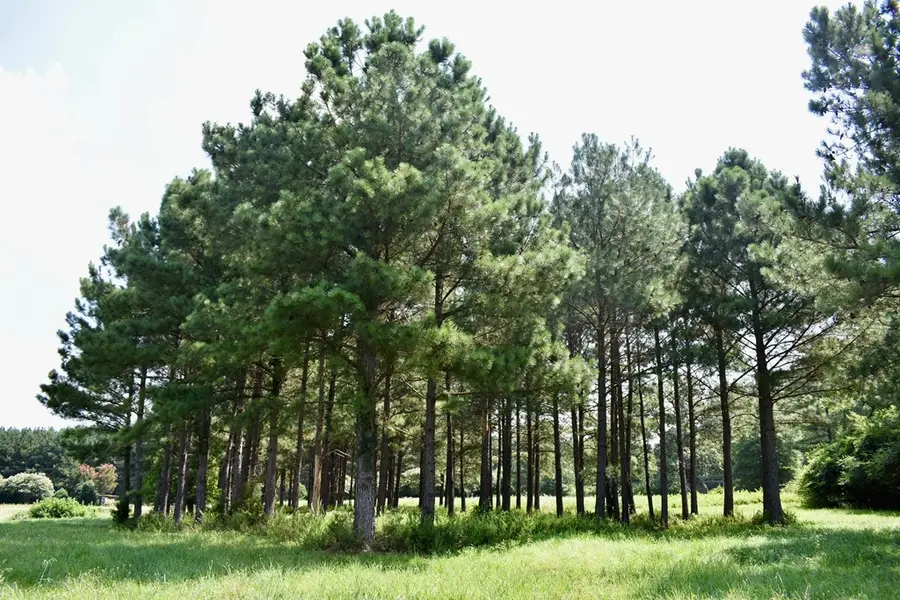 Lot 3 Woodlawn Drive, Clarksville, VA 23927 - Image #3