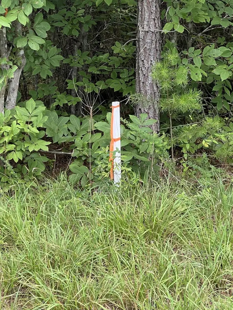 91.81 AC Brickhouse Road, Randolph, VA 23962 - #2