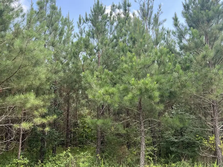 91.81 AC Brickhouse Road, Randolph, VA 23962 - #3