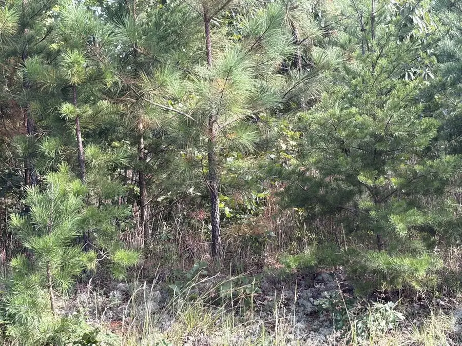 2022 Ashcake Creek Road, Scottsburg, VA 24589 - #2