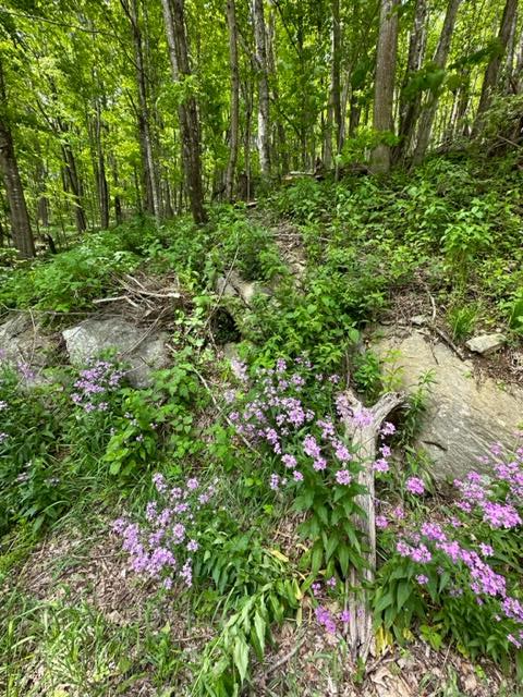 TBD Highlands Parkway, Mouth of Wilson, VA 24348