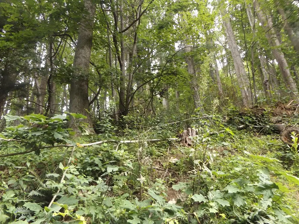 TBD Chalet Dr., Fancy Gap, VA 24328 - Image #1