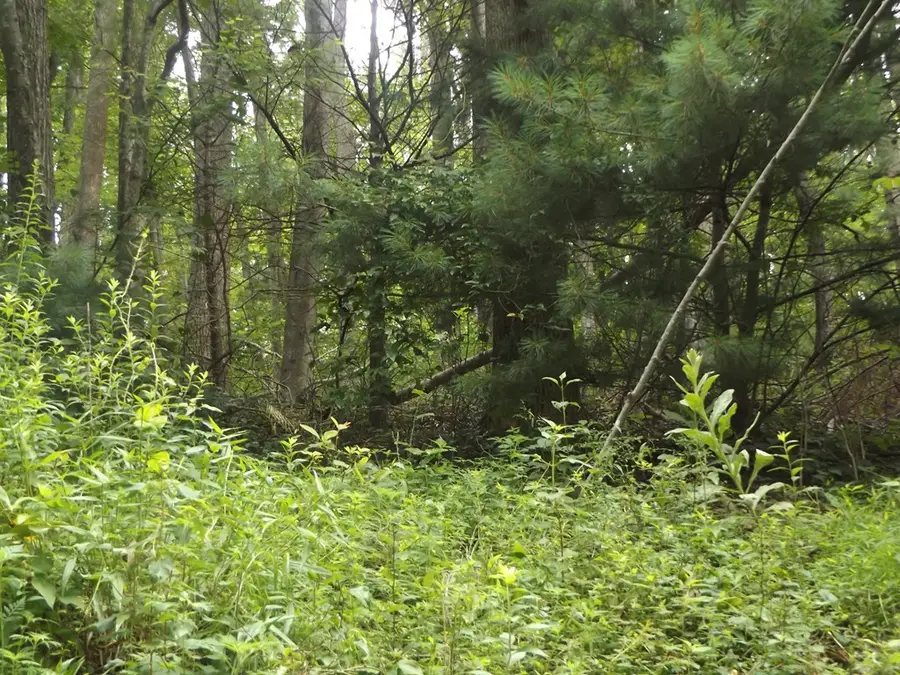 TBD Chalet Dr., Fancy Gap, VA 24328 - Image #2