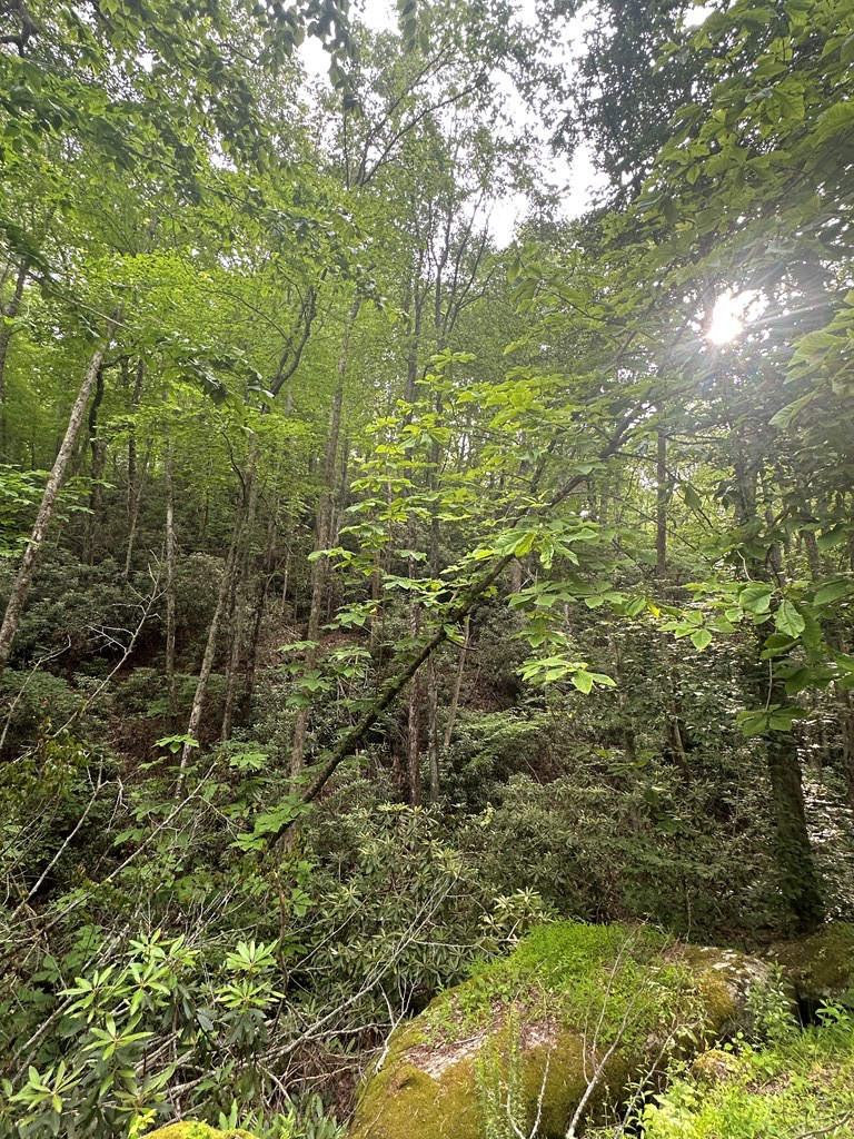 TBD TBD Seven Springs, Dan River, VA 24328 - Image #3