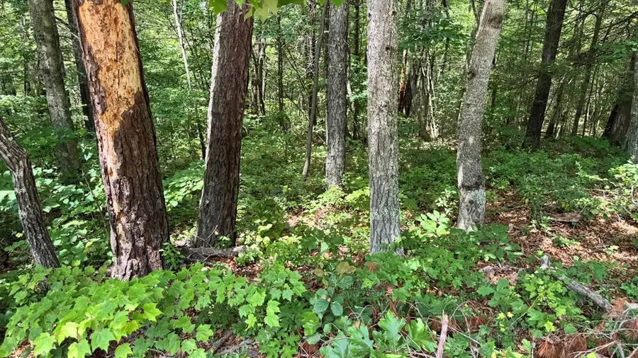 Lot 48 Honey Maple Trail, Austinville, VA 24312 - Image #3
