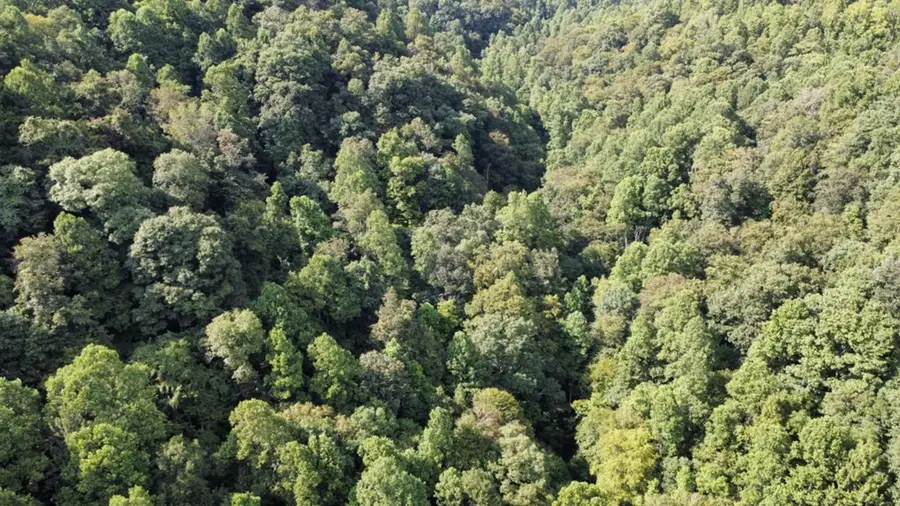 TBD Nanny Branch Rd, Grundy, VA 24614 - Image #2