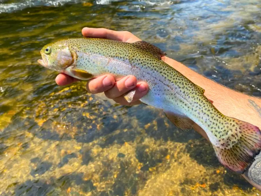 TBD White Pine Dr, Ennice, NC 28623 - Image #3