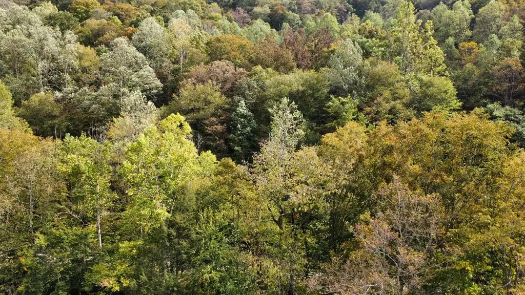 TBD Homecreek Rd, Grundy, VA 24614 - Image #1