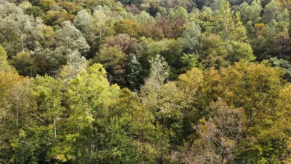 TBD Homecreek Rd, Grundy, VA 24614