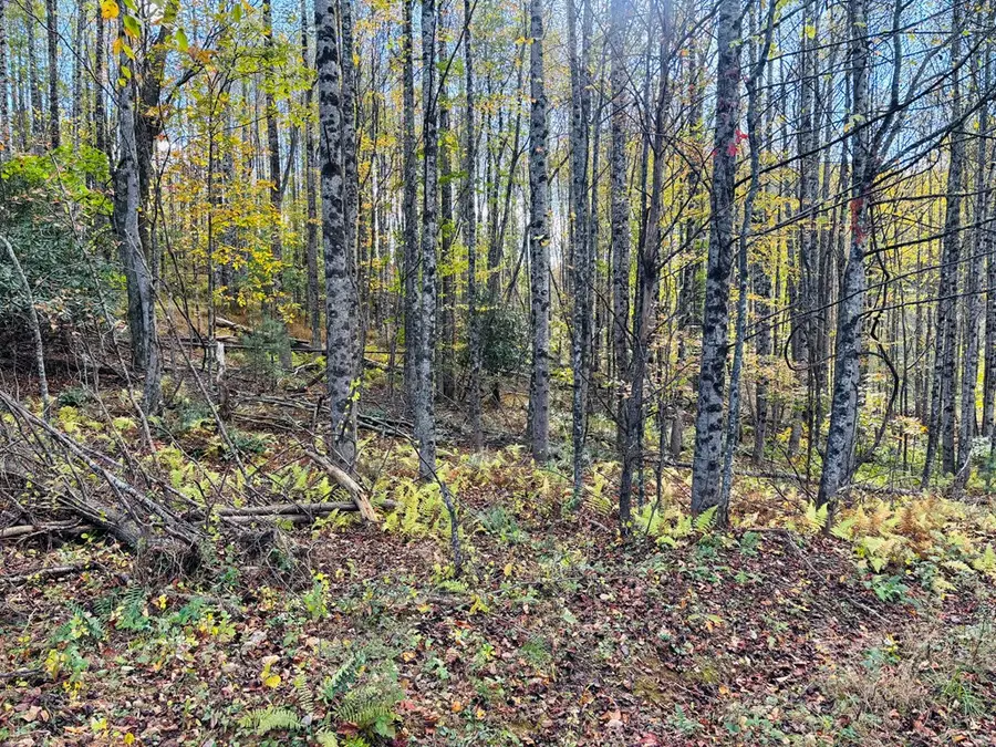 TBD Red Roof Lane, Laurel Fork, VA 24352 - Image #2