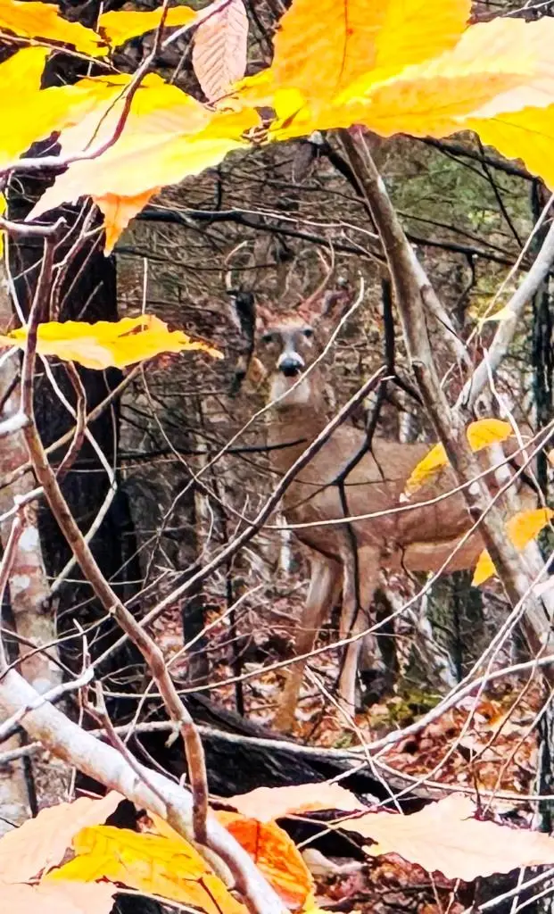 21B Collins Cove Rd, Ivanhoe, VA 24350 - Image #3