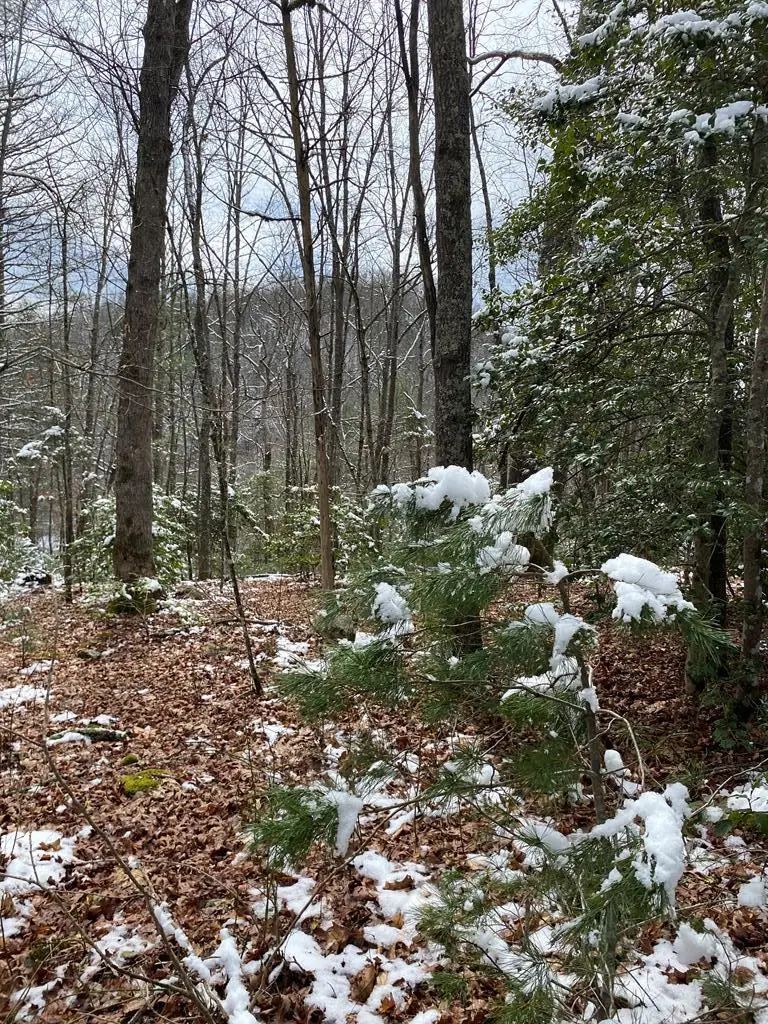 TBD Jim Brown Hollow Road-Gravel Lick Road, Castlewood, VA 24224 - #3