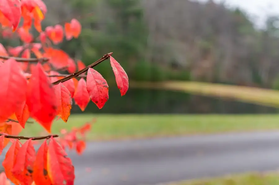 339 Stillhouse Branch Lane, Laurel Springs, NC 28644 - Image #2