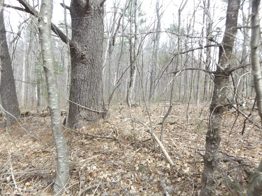 619 Shady Ln., Laurel Fork, VA 24352 - #3