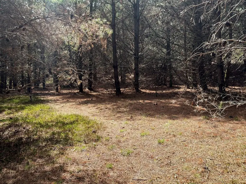 TBD Pine Branch Road, Laurel Fork, VA 24352 - #1