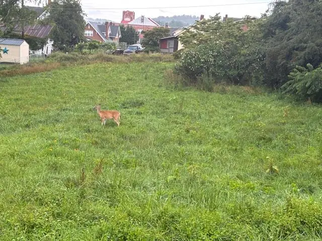 tbd Webster St, Galax, VA 24333 - #1